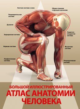 Большой иллюстрированный атлас анатомии человека 1891411 фото