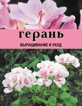 Герань. Выращивание и уход 1593911 фото