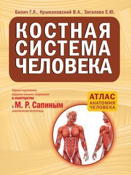 Кісткова система людини 6541017 фото