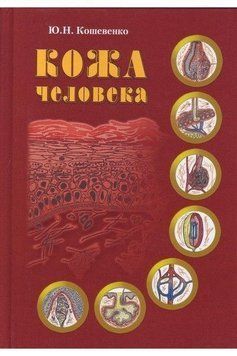 Кожа человека. Структура, физиология и предназначение функциональных элементов кожного органа человека 14117 фото