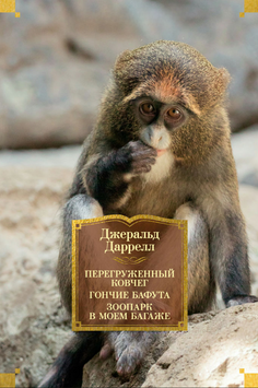 Перегруженный ковчег. Гончие Бафута. Зоопарк в моем багаже 2282324 фото