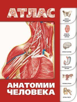 Атлас анатомії людини 6351895 фото